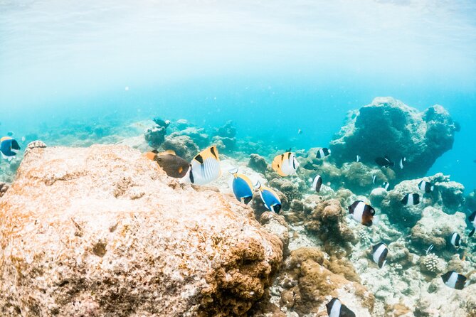All Inclusive Bali Blue Lagoon and Tanjung Jepun Snorkeling - Is $48 good value?