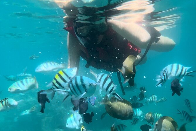 All Inclusive : Bali Blue Lagoon Snorkeling with Lunch &Transfers - Tanjung Jepun gives you a second chance to see the reef