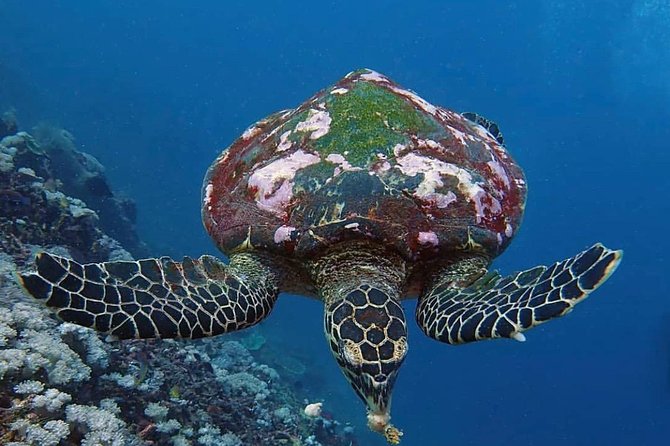 All Inclusive Bali Scuba Diving at Tulamben with Lunch -Transport - Lunch at the Right Time