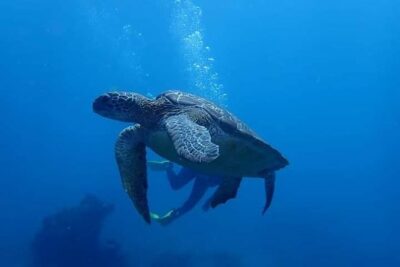 All Inclusive Bali Scuba Diving at Tulamben with Lunch -Transport