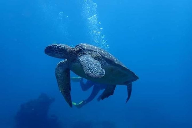 All Inclusive Bali Scuba Diving at Tulamben with Lunch -Transport - The 15-Minute Boat Ride