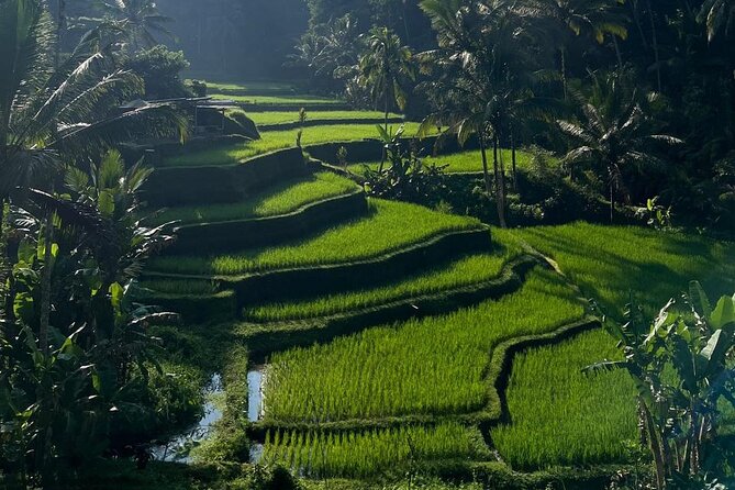 All Inclusive: Monkey Forest, Rice terrace, Holly Spring Temple - One Ubud day, four very different stops