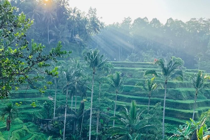 All Inclusive: Monkey Forest, Rice terrace, Holly Spring Temple - Sacred Monkey Forest: macaques among old trees