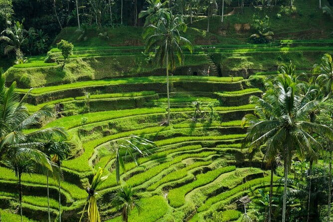 All Inclusive of Ubud Top Attraction - Monkey Forest: macaques, temples, and a careful first stop