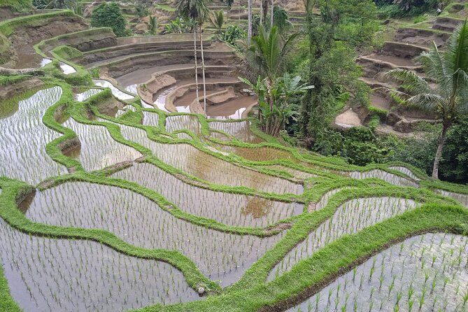 [All Inclusive] The Soul of Bali: Temples, Art & Traditions Tour - Who will enjoy this Ubud tour most?