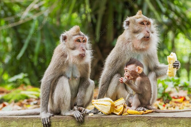 All Inclusive Ubud Private Day Tour - Key points to know before booking