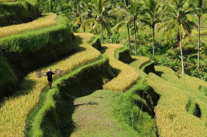 All-Inclusive Ubud's Wonder Day Tour - A private car changes the pace