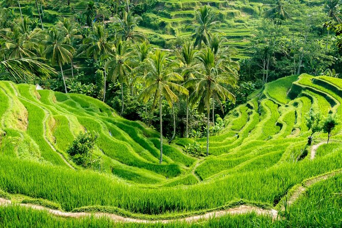 Bali All-Inclusive: Ubud Tour with Entrance Ticket and Lunch Included - Monkey Forest: macaques and old temple grounds