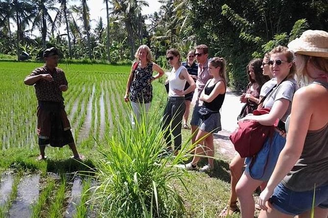 Bali Amazing Cooking Class - Rice fields and the meaning of the ingredients
