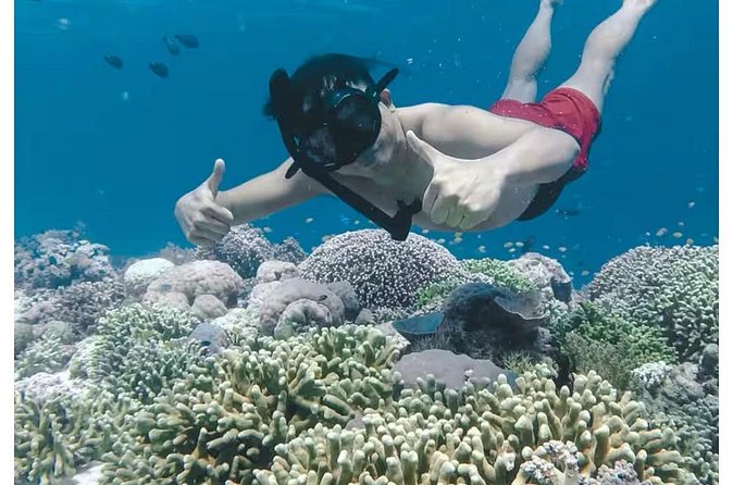 Bali and Lovina with Sunrise Dolphin Tour and Snorkeling - Breakfast, drinks, and what the $27.67 covers