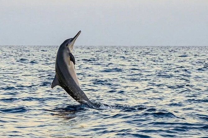 Bali and Lovina with Sunrise Dolphin Tour and Snorkeling - Timing, group size, and comfort
