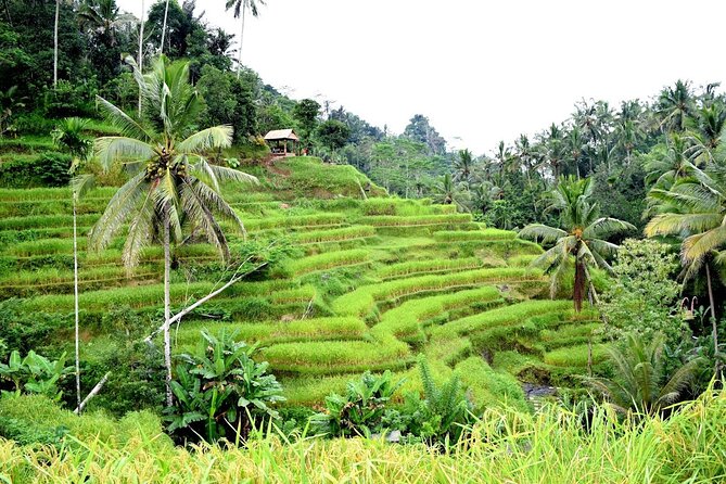 Bali Ayung River Rafting and Kintamani Mt. Batur Volcano View - A full day that begins on the Ayung River