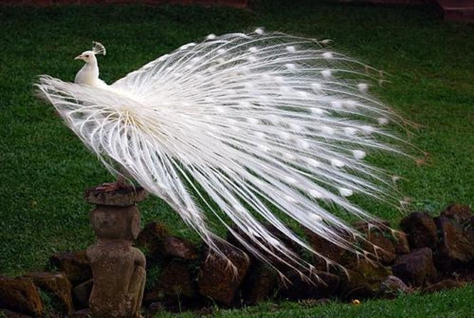 Bali Bird Park Admission Ticket with Hotel Transfer - Key things to know before you book