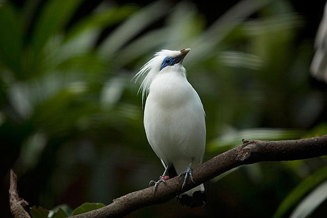 Bali Bird Park Admission Ticket with Hotel Transfer - Feeding and close encounters