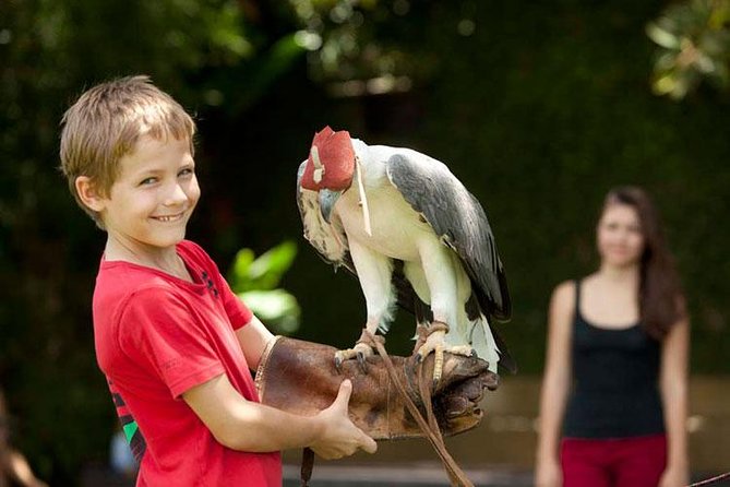 Bali Bird Park Admission Ticket with Hotel Transfer - Walking among Bali’s tropical birds
