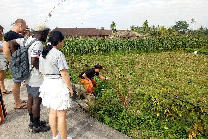 Bali Cooking Class and Ubud Sightseeing Tour - Is $46.80 a fair price?
