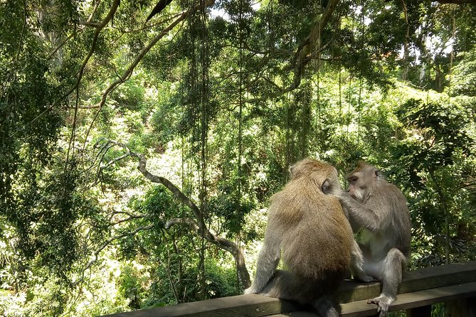 Bali Holy Bathing Ritual and Ubud Highlights tour - Why Tirta Empul gives this day its purpose