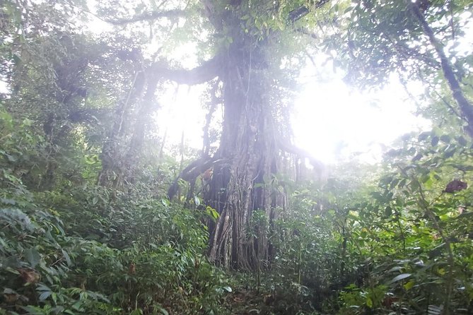 Bali Jungle Trekking and Lake Canoeing Tour - Fitness, clothing, and timing advice