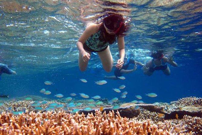 Bali Menjangan Island Snorkeling Day Tour - Why Menjangan Island is worth the long ride