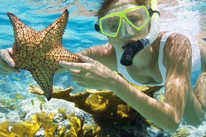 Bali Menjangan Island Snorkeling Day Tour - Stop 3: Snorkeling among coral gardens and sea fans