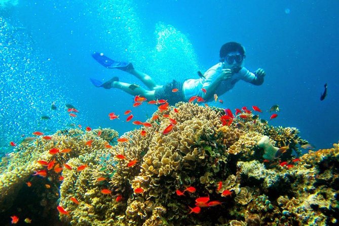 Bali Menjangan Island Snorkeling Day Tour - How the small group changes the day