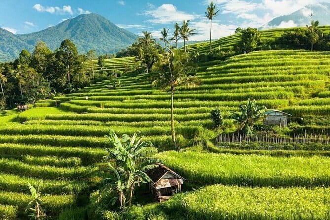 Bali : Northern Bali Private Day Trip with Transfer - Jatiluwih Green Land and Bali’s working rice terraces