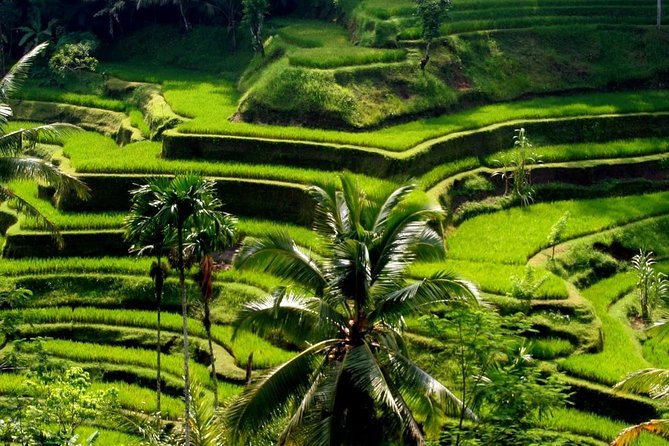 Bali Private Car Charter With English Speaking Driver - Who will get the most from this charter
