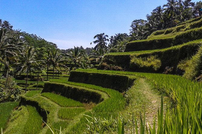 Bali : Private Car Charter with English Speaking Driver - Ubud’s Monkey Forest and Batuan Temple