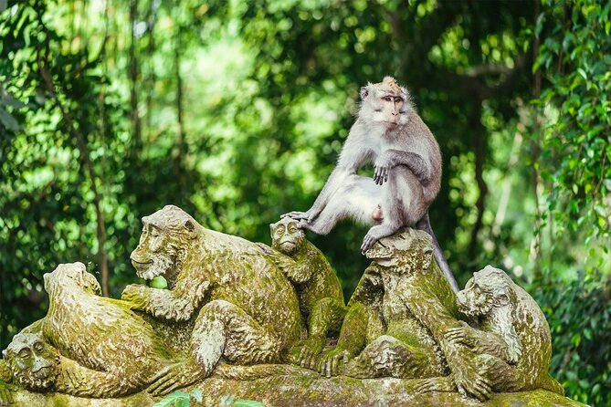 Bali Private Tour - Best of Ubud - All Inclusive - The Monkey Forest, one hour among temple ruins and macaques
