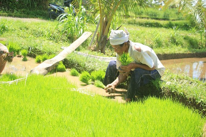 Bali Quad and Buggy Explorer Tour - Who should book this Bali quad and buggy tour