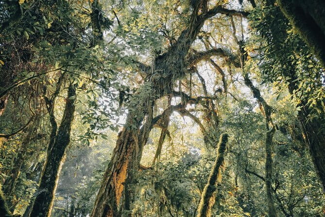 Bali Rainforest Hiking With Canoeing And Waterfall Adventure - From the Twin Lakes viewpoint into the forest