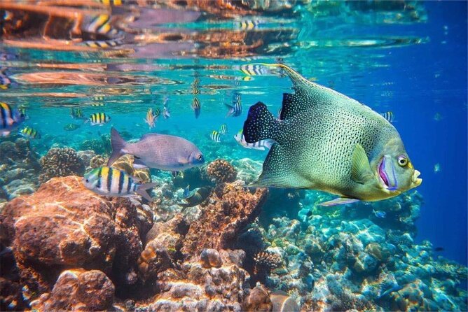 Bali Snorkeling 2 Spot at Blue Lagoon with Lunch & Transport - Lunch is a practical part of the package