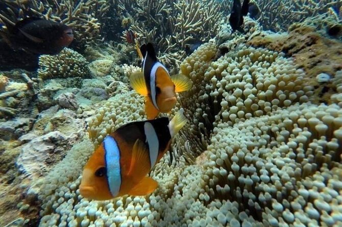 Bali Snorkeling 2 Spot at Blue Lagoon with Lunch & Transport - Weather can shape the day