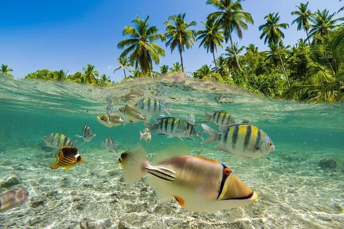 Bali Snorkeling 2 Spot at Blue Lagoon with Lunch & Transport - Who will get the most from this outing