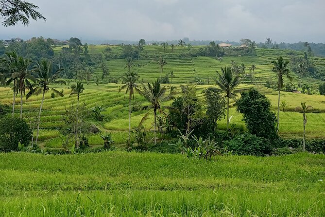 Bali Tanah Lot, Ulun Danu Beratan & Jatiluwih Rice Terrace - Jatiluwih: three hours among Bali’s rice terraces