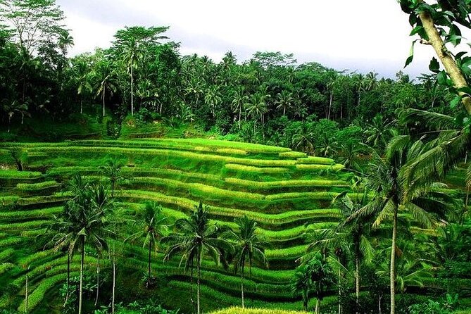 Bali Tirta Empul Tours Experience with Spiritual Cleansing - A private day with Gusti or Adi