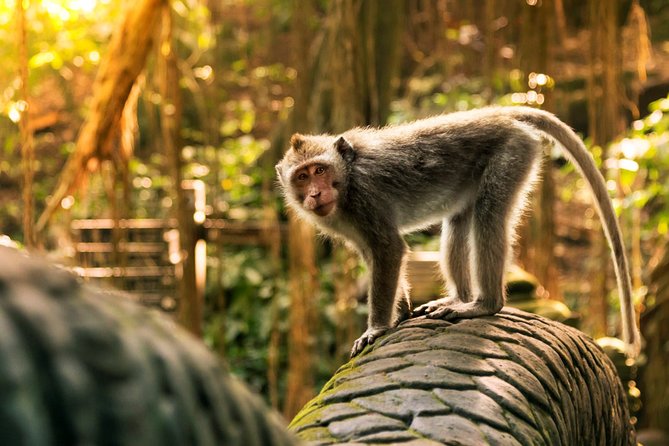 Bali Ubud and Volcano Day Tours - What the $51.29 price really includes