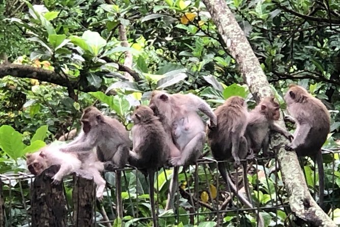 Bali Ubud Tour - What Susila adds to the day