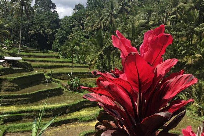 Balinese Life Style Tour - Why this private Ubud tour works
