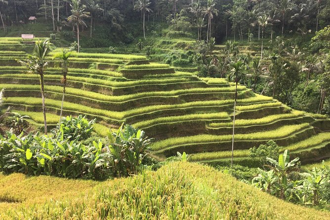 Balinese Life Style Tour - Segara Windhu Coffee Plantations and the final tasting