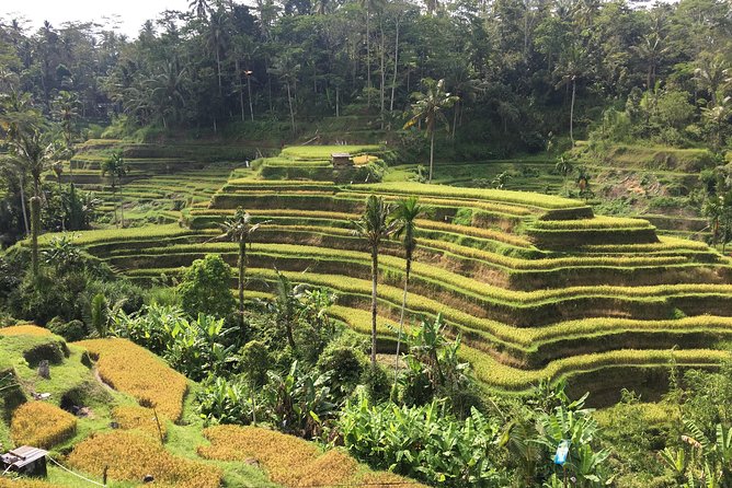 Balinese Life Style Tour - The pace, vehicle, and practical details