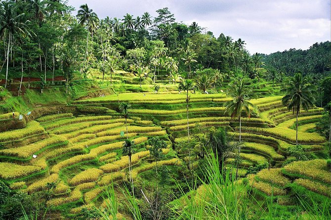 Beauty Of West Bali Tour (Private and All Inclusive) - The private vehicle makes the long roads easier