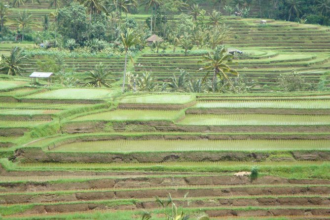 Bedugul Cultural Private Tour - Leaving Ubud for Mambal Market