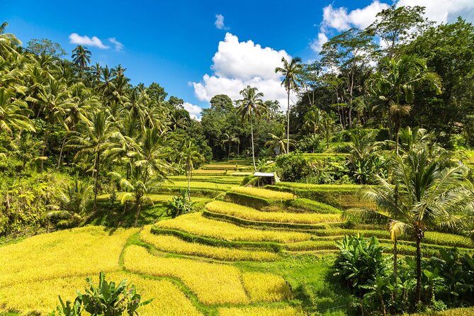 Best of Ubud 1-Day Private Tour - Pickup, driving, and the long Bali day