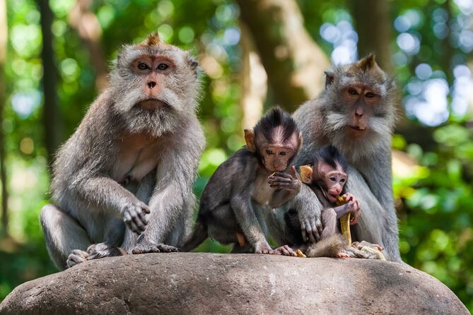Best of Ubud 1-Day Private Tour - Monkey Forest and close encounters with macaques