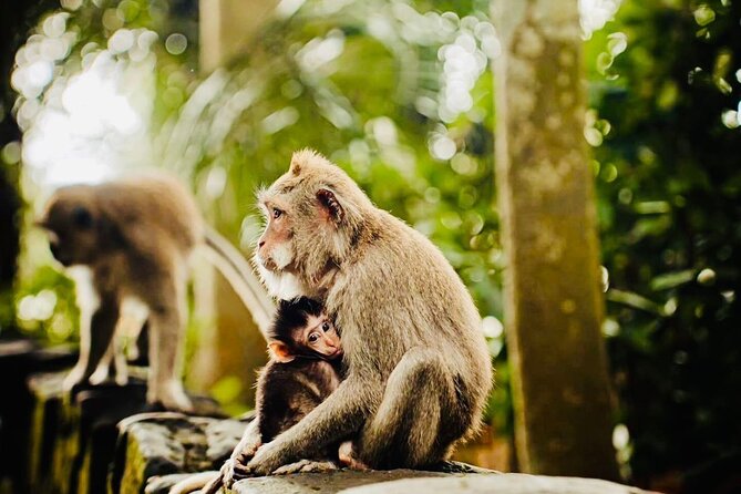 Best of Ubud: All-Inclusive Private Tour with Local Guide - Tirta Empul: a sacred temple, not just a photo stop