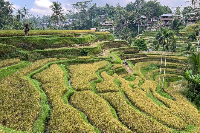 Best of Ubud - Ubud Tour Popular - All Inclusive - Pickup areas make the tour useful beyond central Ubud
