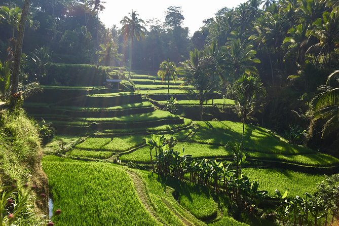 Best of Ubud Waterfalls, Tegalalang Rice Terrace and Swing Tour - Tukad Cepung is the most dramatic setting