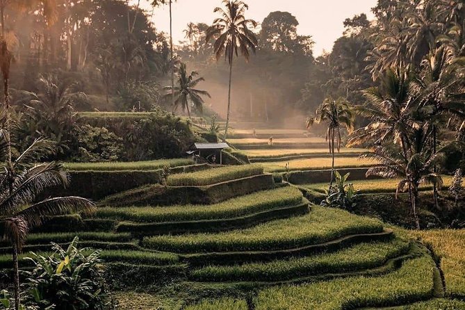 Best of Ubud Waterfalls, Tegalalang Rice Terrace and Swing Tour - Kanto Lampo has the most unusual water flow