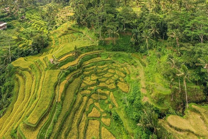 Best of Ubud: Waterfalls, Temple & Rice Terraces Private Day Tour - A Bali coffee plantation with tastings